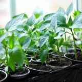 Sadnice paprike se izvlače: šta učiniti